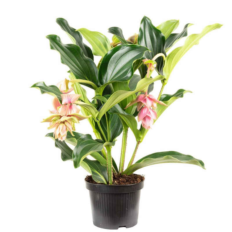 Flowerbox Blumentopf »bepflanzt mit Zimmerpflanze Medinilla 2 Etagen, 3-5 Blüten - Medinilla magnifica - Höhe ca. 50 cm, Topf-Ø 17 cm«