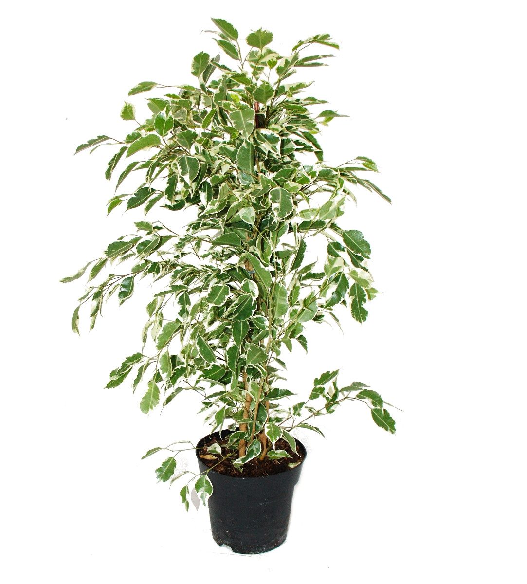 Exotenherz Zimmerpflanze Ficus benjamini "Twilight" im 17cm Topf günstig online kaufen