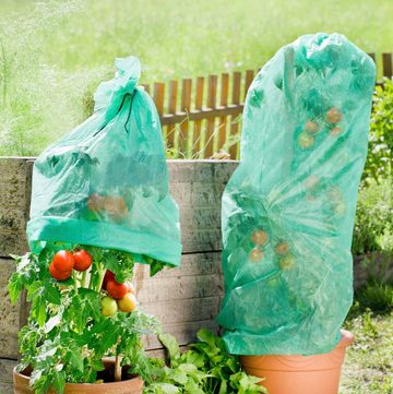 Windhager Winterschutzvlies Wachstumsvlies, Tomaten-Vliesschlauch, BxL: 160x500 cm