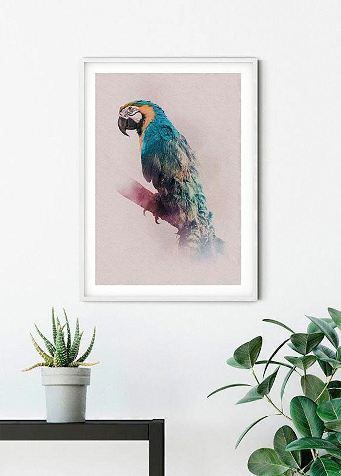 Komar St), Wohnzimmer Animals Paradise Poster Tiere Parrot, (1 Schlafzimmer, Kinderzimmer,