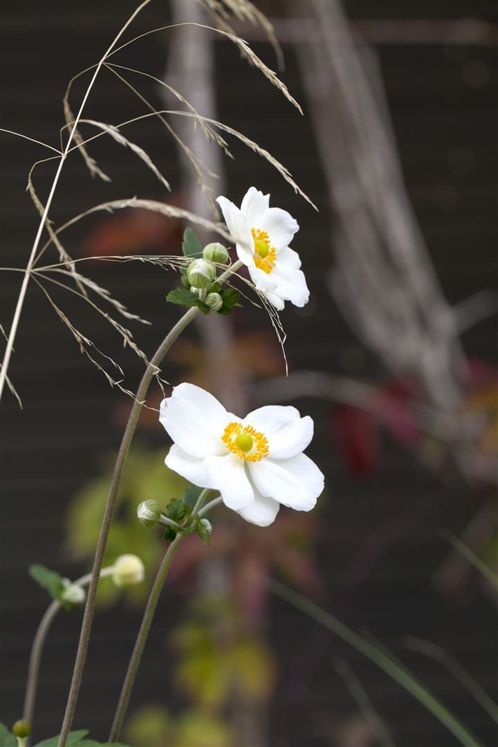Pflanzen für Dich Staude Anemone hupeh. Honorine Jobert, 1 St., Herbst-Anemone, Japanische Anemone