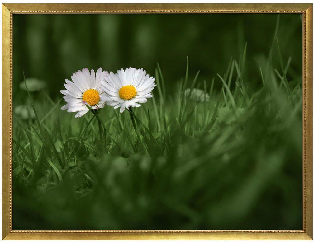 Poster Gänseblümchen, St), (1 Wandposter Zwei Blumen Poster, Blumen Wandbild, Bild, Wall-Art