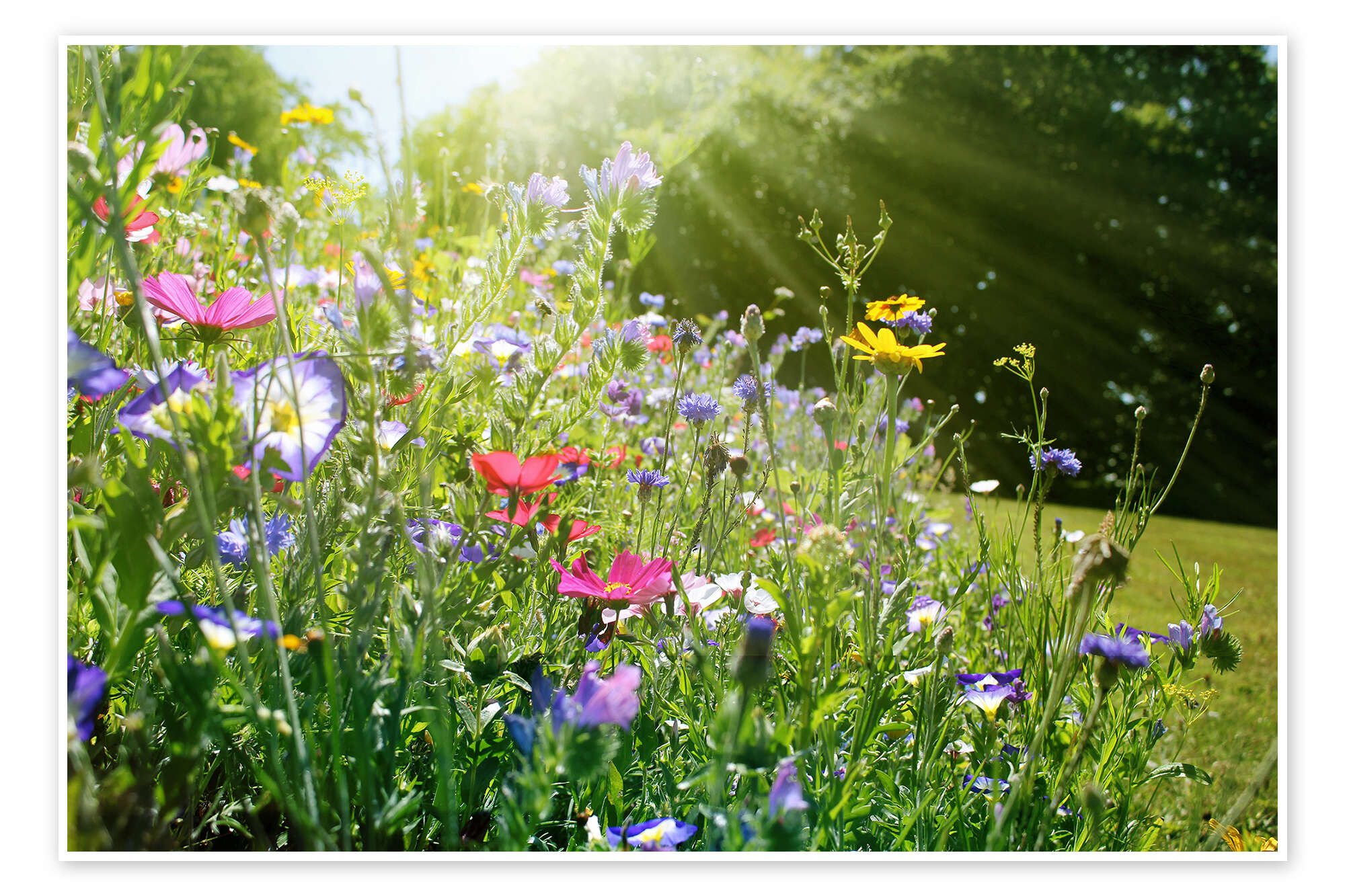 Posterlounge Wandbild Auf einer sonnigen Wildblumenwiese, Lichtspielart, erhältlich als Poster, Leinwandbild, Wandsticker oder Acrylglasbild