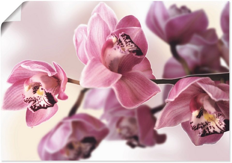 Artland Wandbild Rosa Orchidee, Blumenbilder (1 St), als Alubild,  Leinwandbild, Wandaufkleber oder Poster in versch. Größen