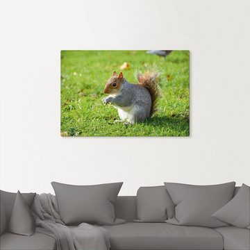 Artland Leinwandbild Graues Eichhörnchen, Wildtiere (1 St), auf Keilrahmen gespannt