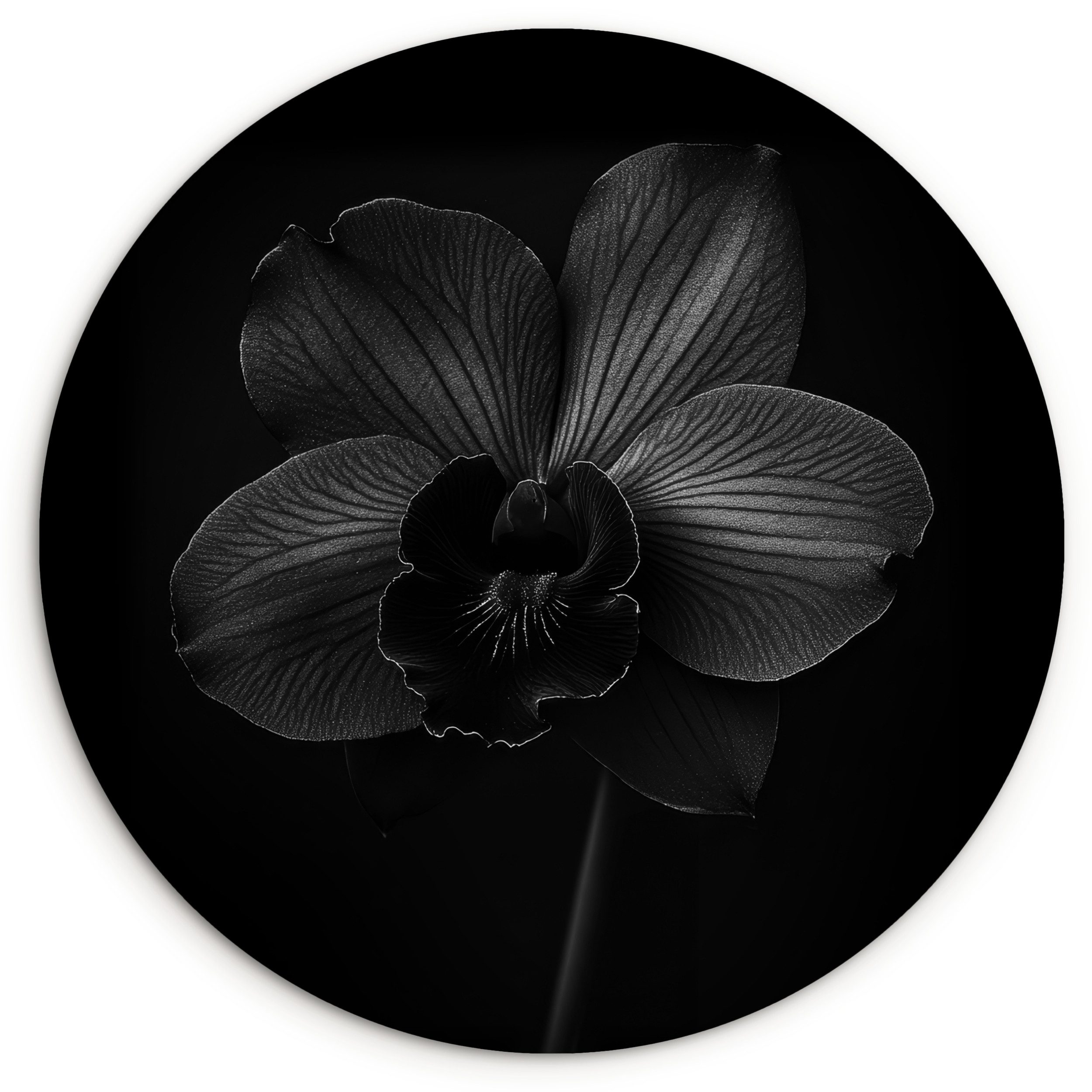 MuchoWow Gemälde Schwarz - Blume - Orchidee, Fotodruck (1 St), Kreis Wanddekoration, Rundes Wandbild, 30x30 cm