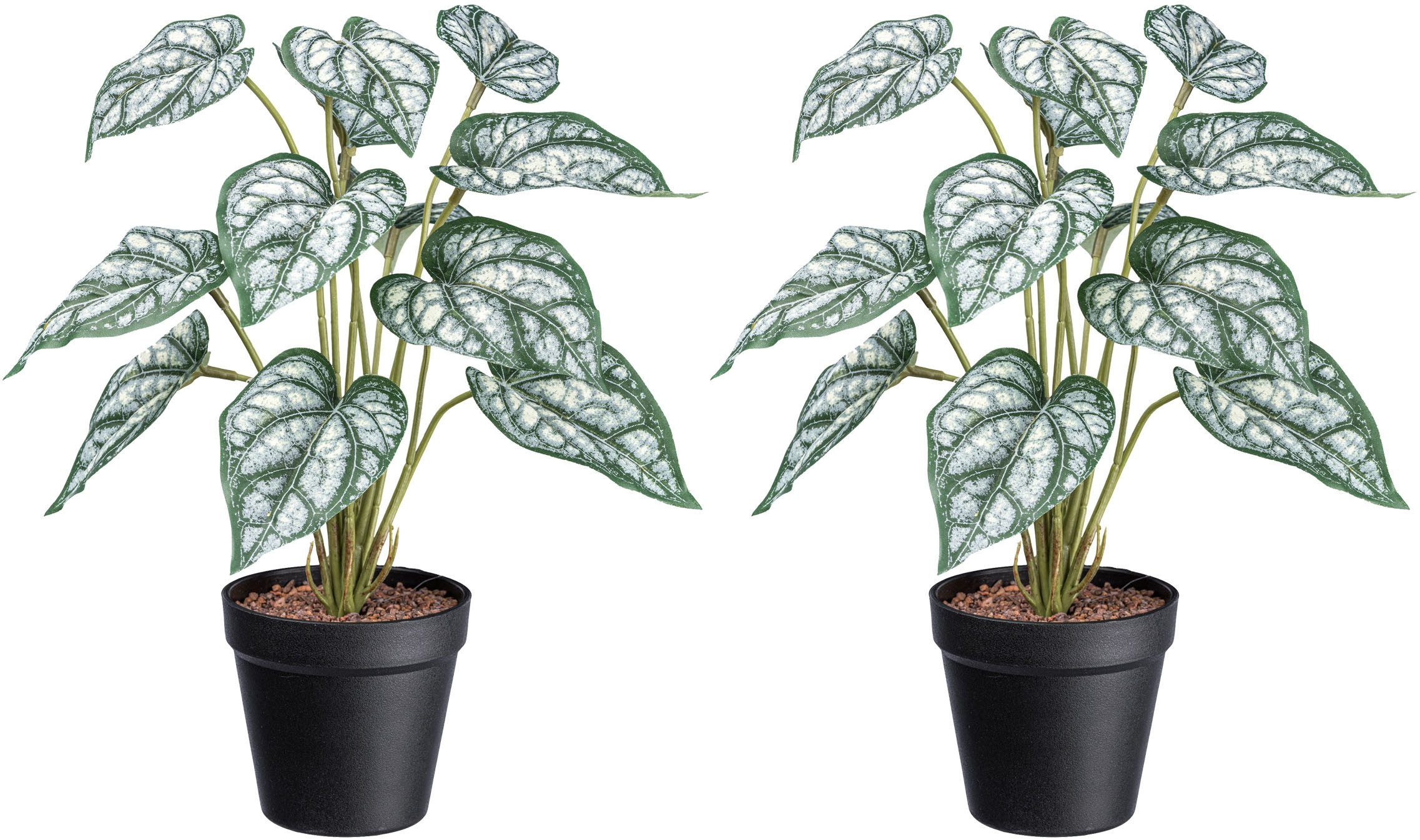 Künstliche Zimmerpflanze Syngonium Grünpflanze, Creativ green, Höhe 38 cm, günstig online kaufen