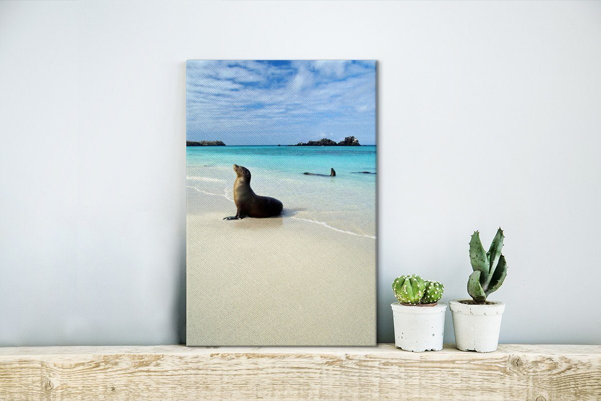 bespannt inkl. fertig Galapagos-Inseln, cm klaren im Gemälde, Meerwasser (1 20x30 St), Leinwandbild OneMillionCanvasses® Leinwandbild der Eine Robbe liegt Zackenaufhänger,