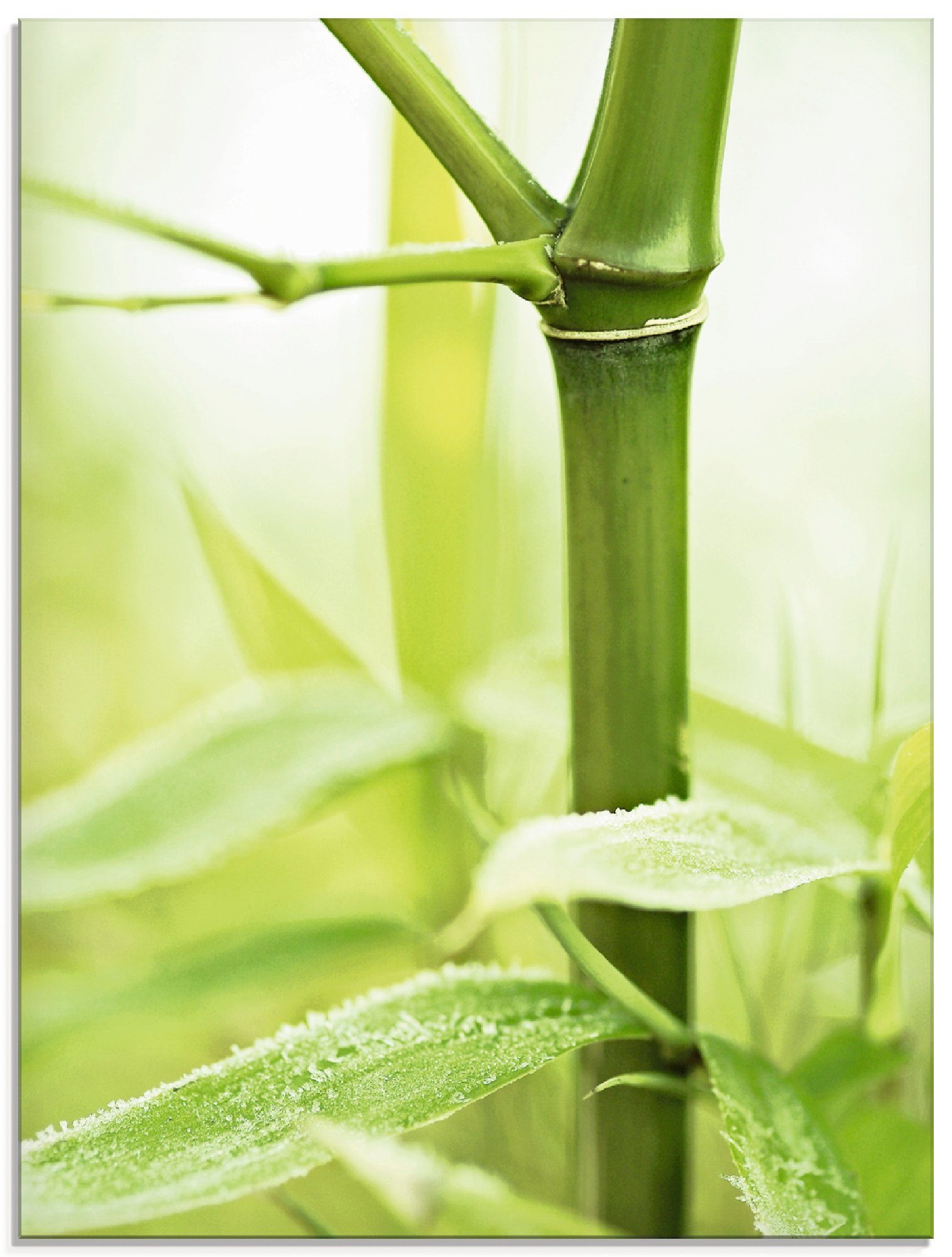 Artland Glasbild Bambus Zweig, Gräser (1 St), in verschiedenen Größen