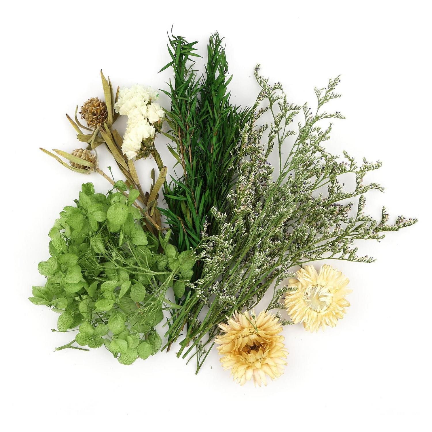 Kleine Trockenblumen online kaufen » Kleines Pampasgras