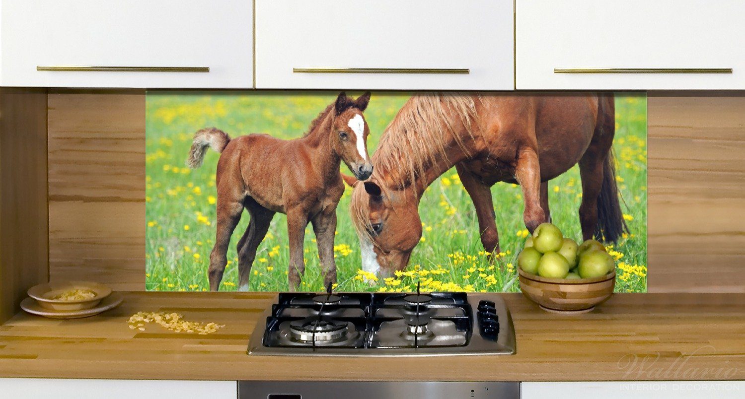 (1-tlg) Wallario Pferde der Küchenrückwand Koppel, auf