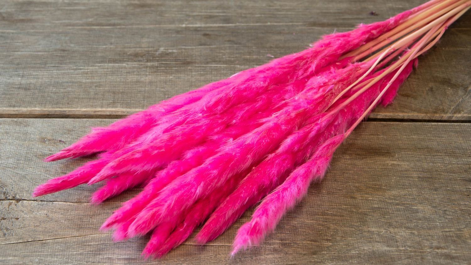 Trockenblume Pampasgras Fluffy Hellpink 50-70g, ca. günstig online kaufen