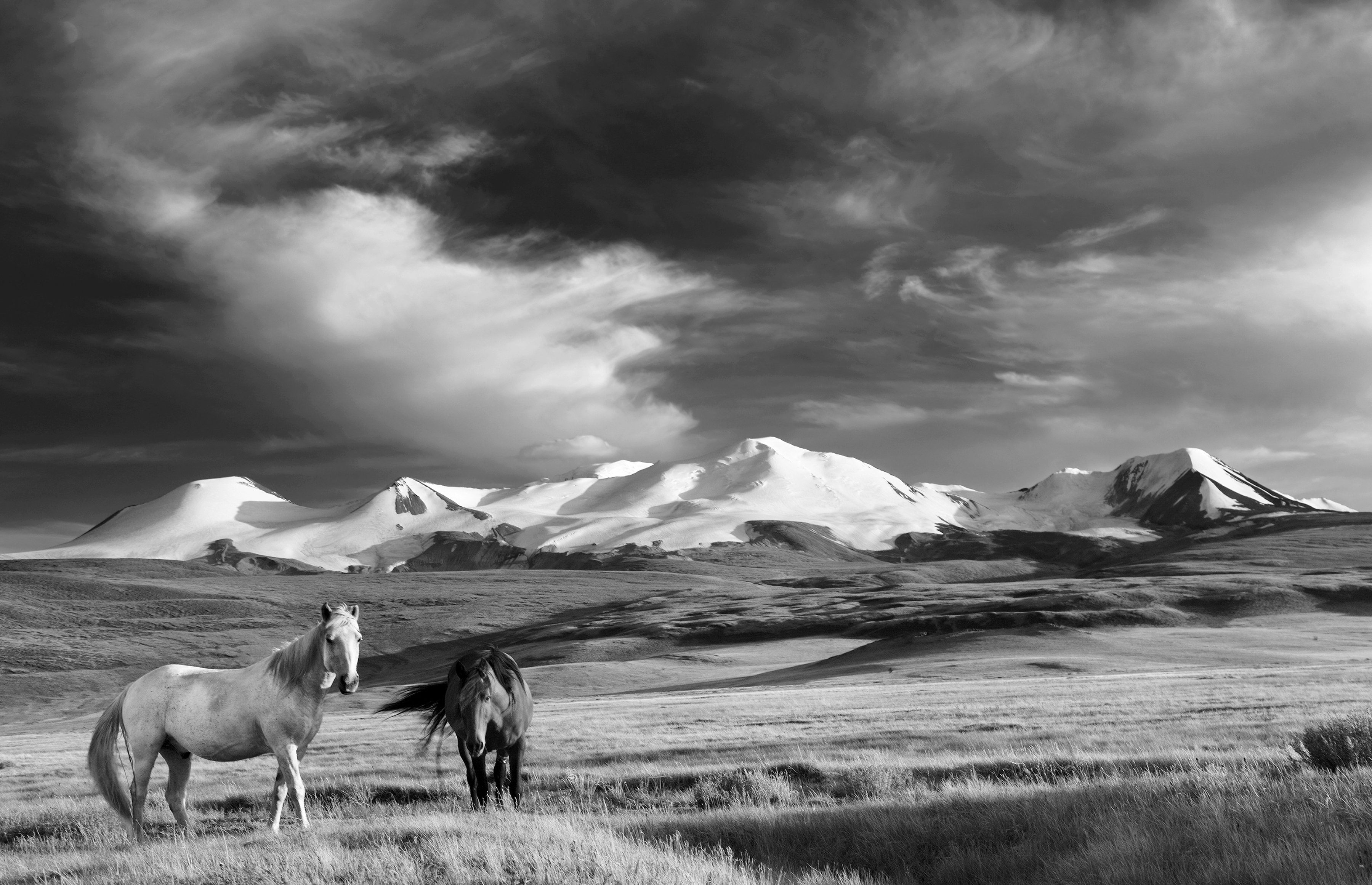 Papermoon Fototapete Pferde, Steppe Schwarz & Weiß