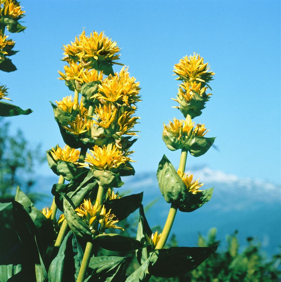 Pflanzen für Dich Staude Gentiana lutea, 1 St., Gelber Enzian, Bitterwurz