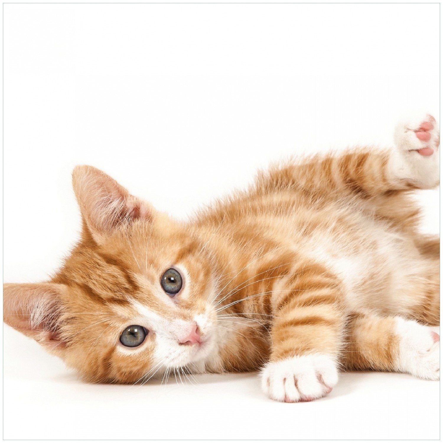 großen Katze getigert weiß Süße Memoboard - rot Augen mit Wallario