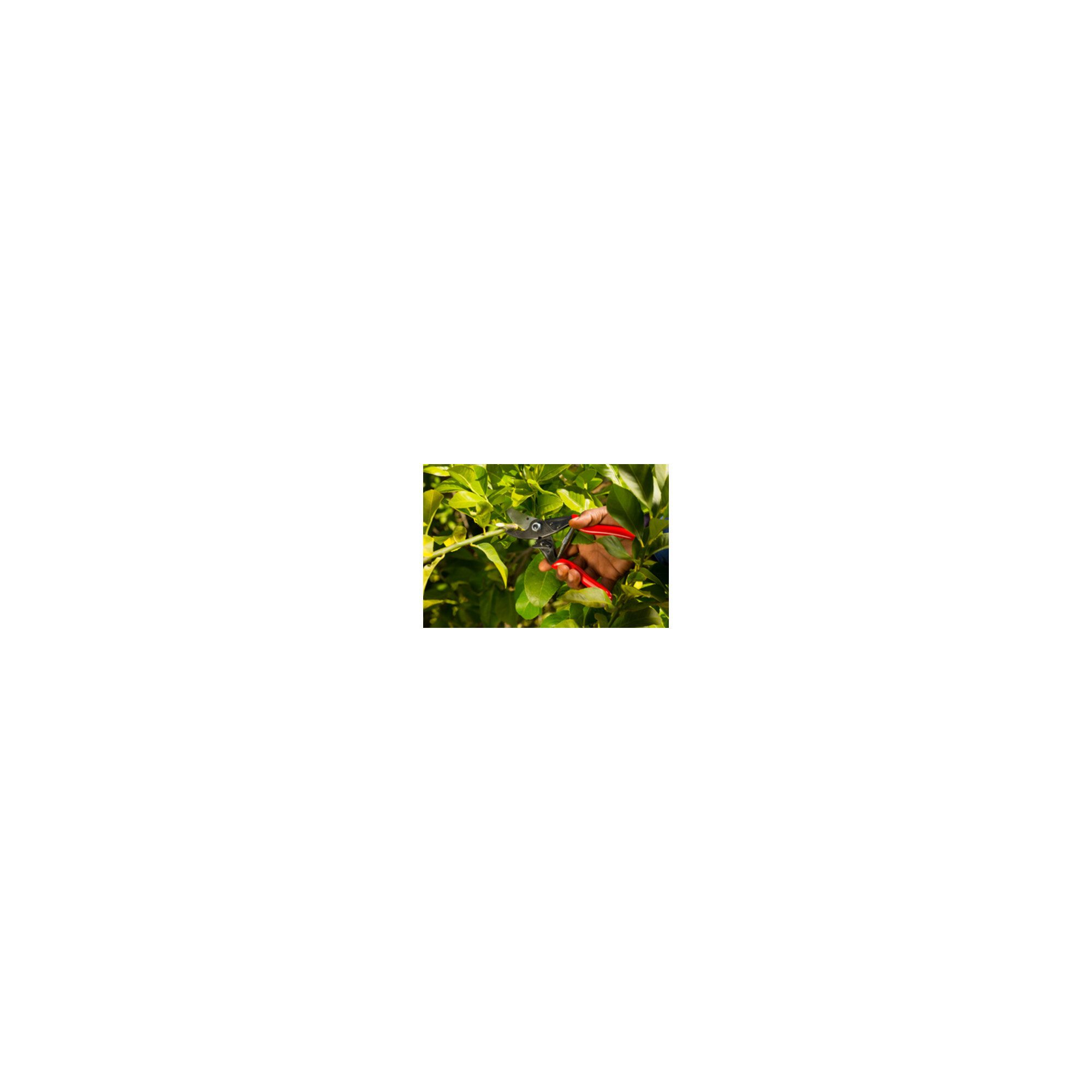 FELCO Astschere FELCO Baum-, Reb-, Gartenschere mit spitz zulaufendem Schneidkopf
