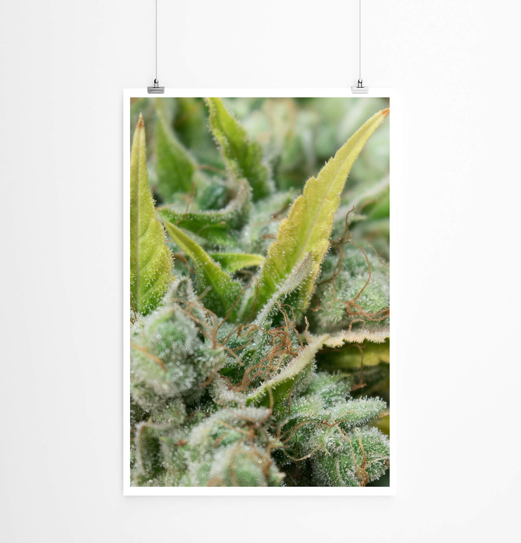 Sinus Art Poster 60x90cm Poster Naturfotografie  Cannabis Blüte mit Pollen im Detail