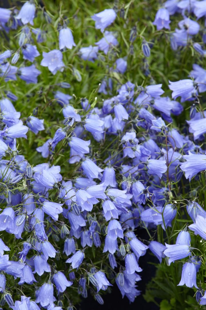 Pflanzen für Dich Staude Campanula coch. Bavaria Blue, 1 St., Bayerische Glockenblume