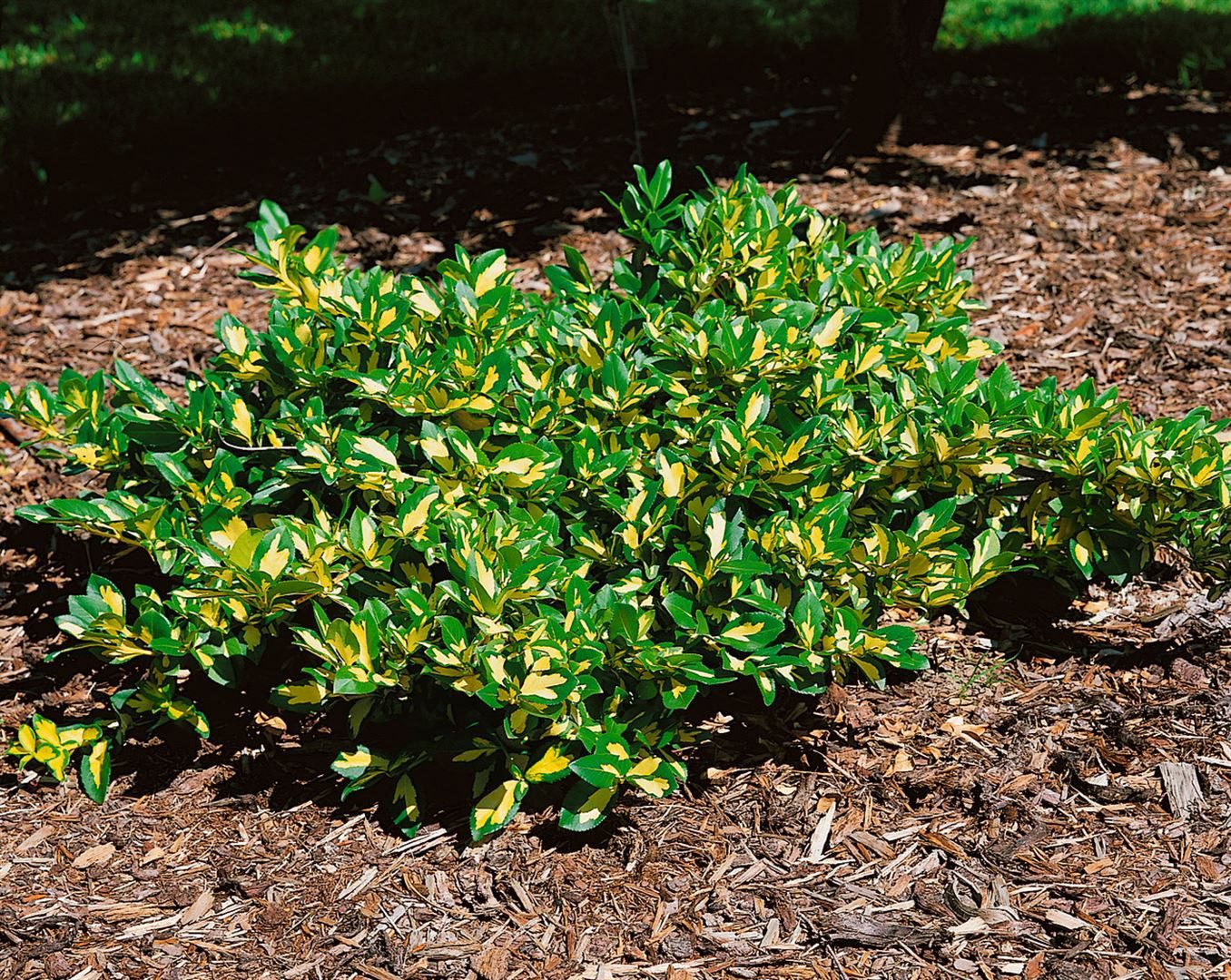 Pflanzen für Dich Bodendecker Euonymus fortunei Sunspot, 1 St., Kriechspindel, Spindelstrauch, gelbgrün, bodendecker