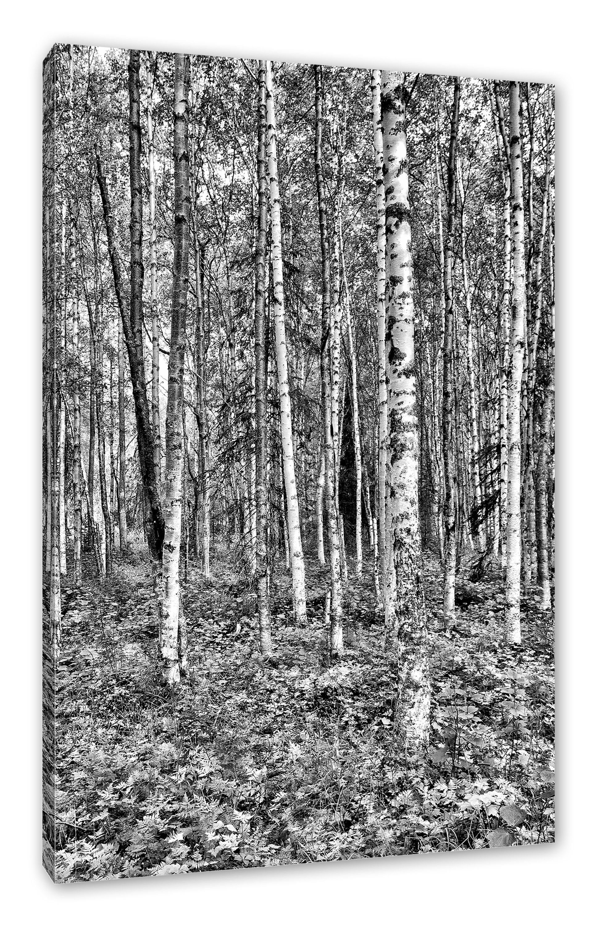 Pixxprint Leinwandbild Birkenwald, Birkenwald (1 St), Leinwandbild fertig bespannt, inkl. Zackenaufhänger