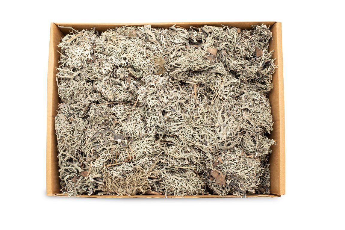 NaDeco Bastelnaturmaterial Lichen Moos in Natur, Gewicht ca. ± 450g Deko-Moos