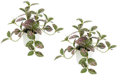 Kunstpflanze Künstliche Zimmerpflanze mini Aucuba im Topf Pflanze, I.GE.A., Höhe 14 cm, Seidenblumen Hängepflanzen rankende Blattpflanze hängend Grünpflanzen