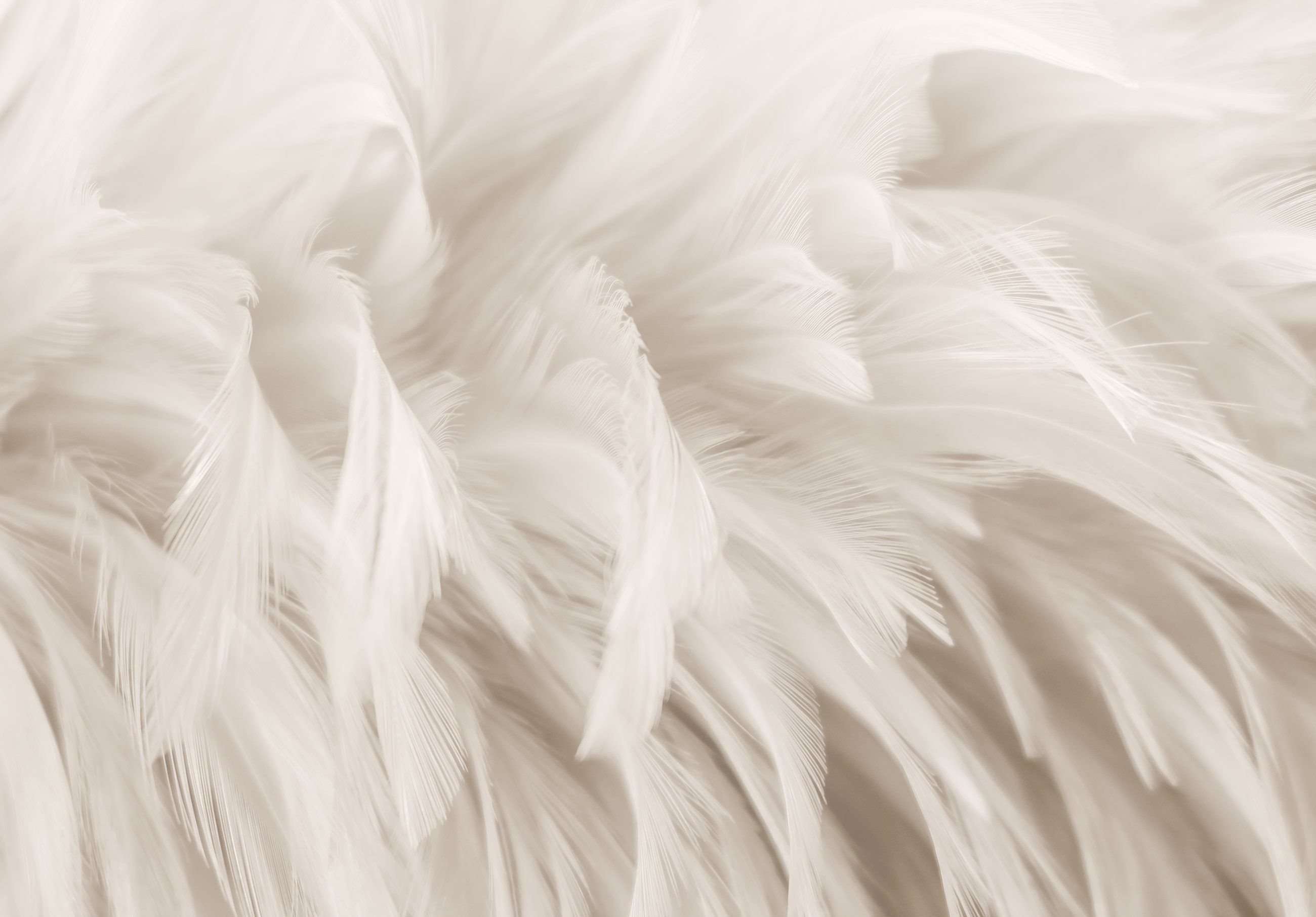 Wallarena Fototapete Weiß Federn Natur Vlies Tapete Wohnzimmer Schlafzimmer günstig online kaufen