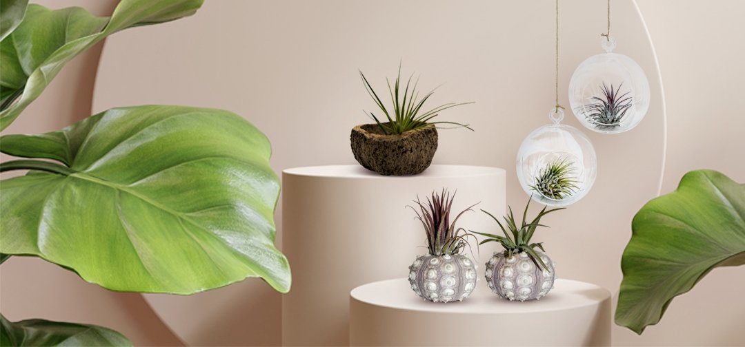 meinvipshop Hängedekoration 2er Glaskugel Set mit Tillandsien (Set, 2er Set Glaskugeln 12cm Ø & 10cm Ø mit jeweils einer echten Tillandsia) – Bild 3 von 3