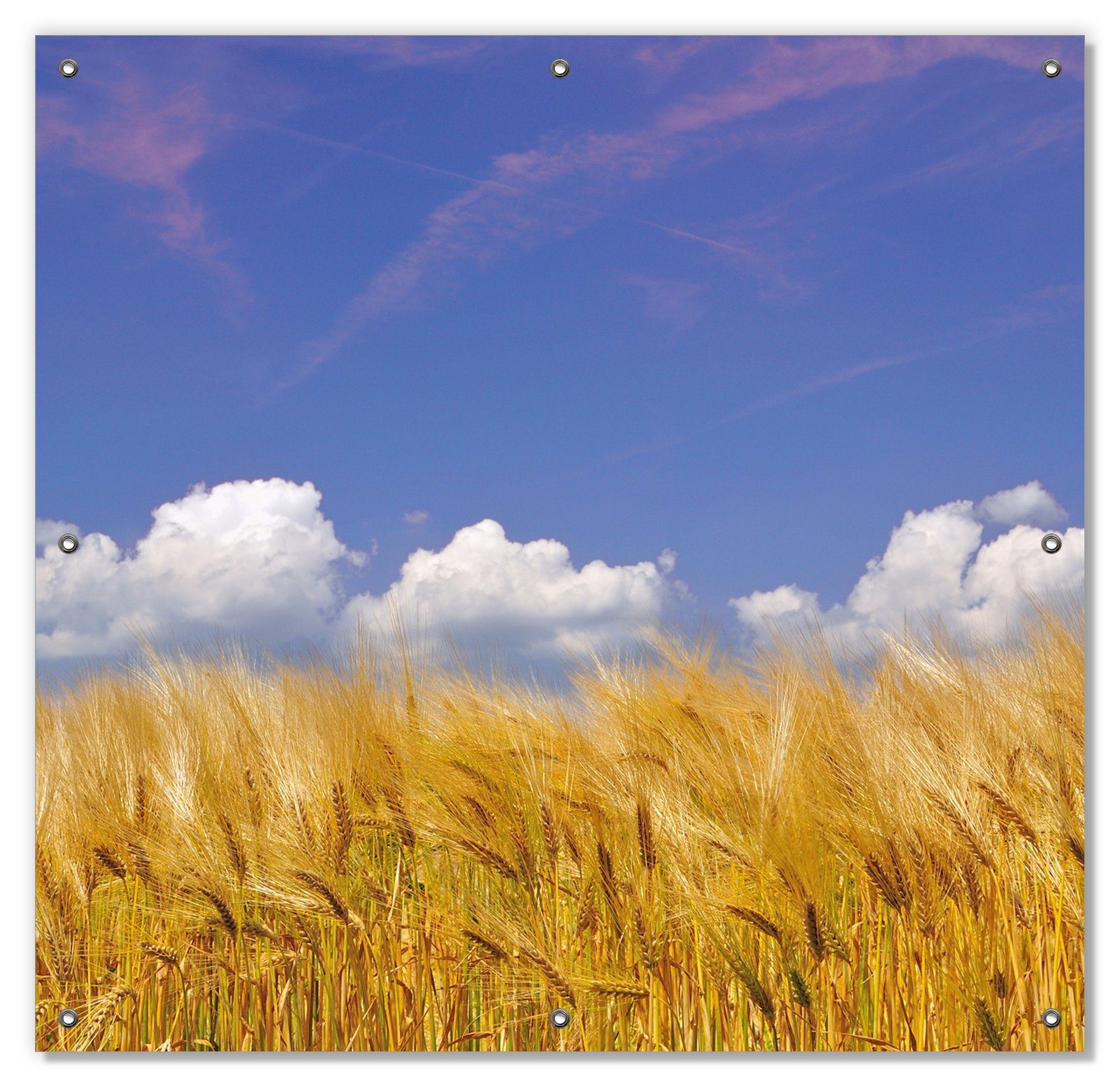 Sonnenschutz Kornfeld unter blauem Himmel, Wallario, blickdicht, mit Saugnäpfen, wiederablösbar und wiederverwendbar