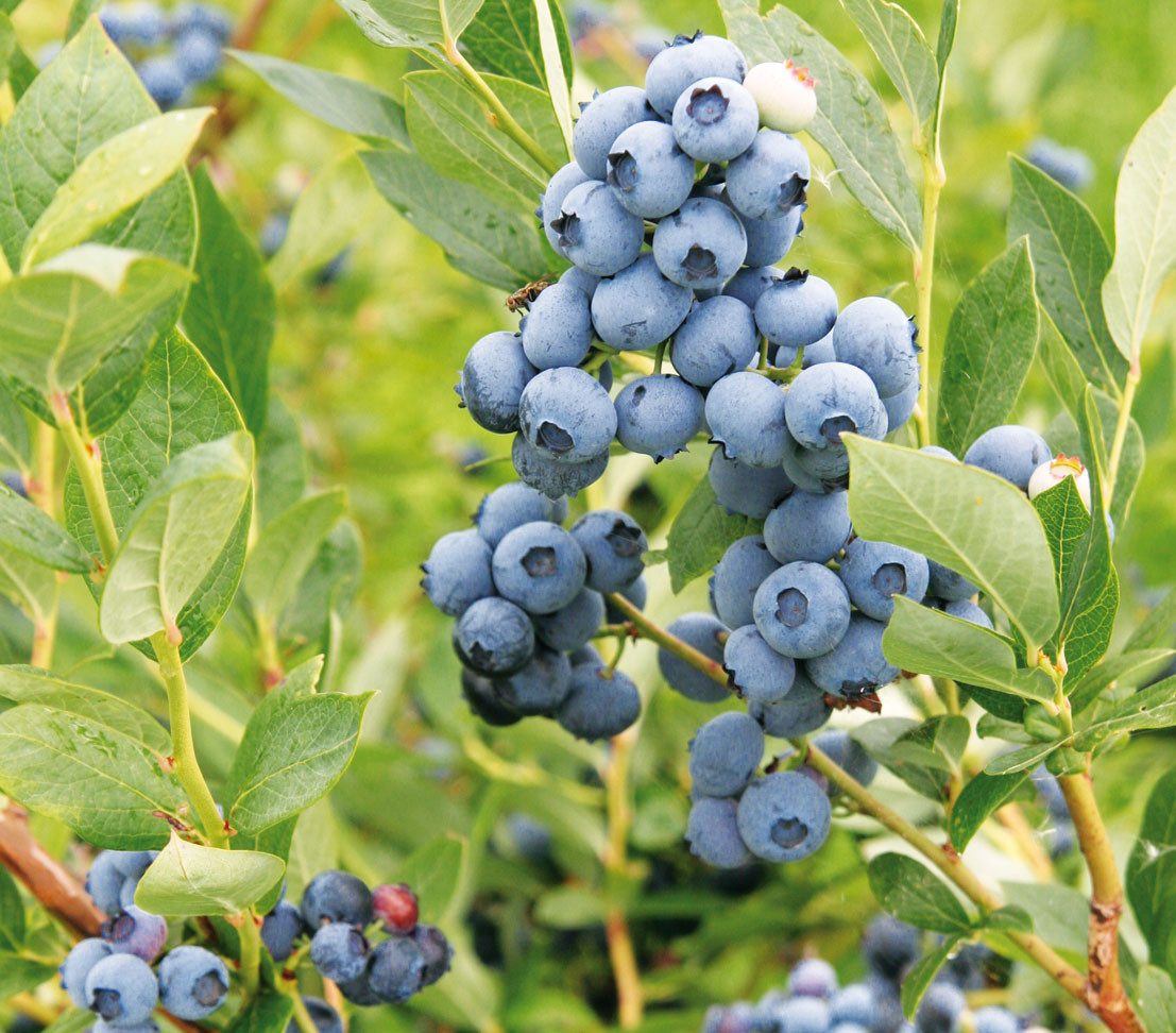 Dehner Obstpflanze Heidelbeere Blaubeere Goldtraube, Vaccinium corymbosum, buschig wachsender Beerenstrauch mit süß-aromatischen Früchten