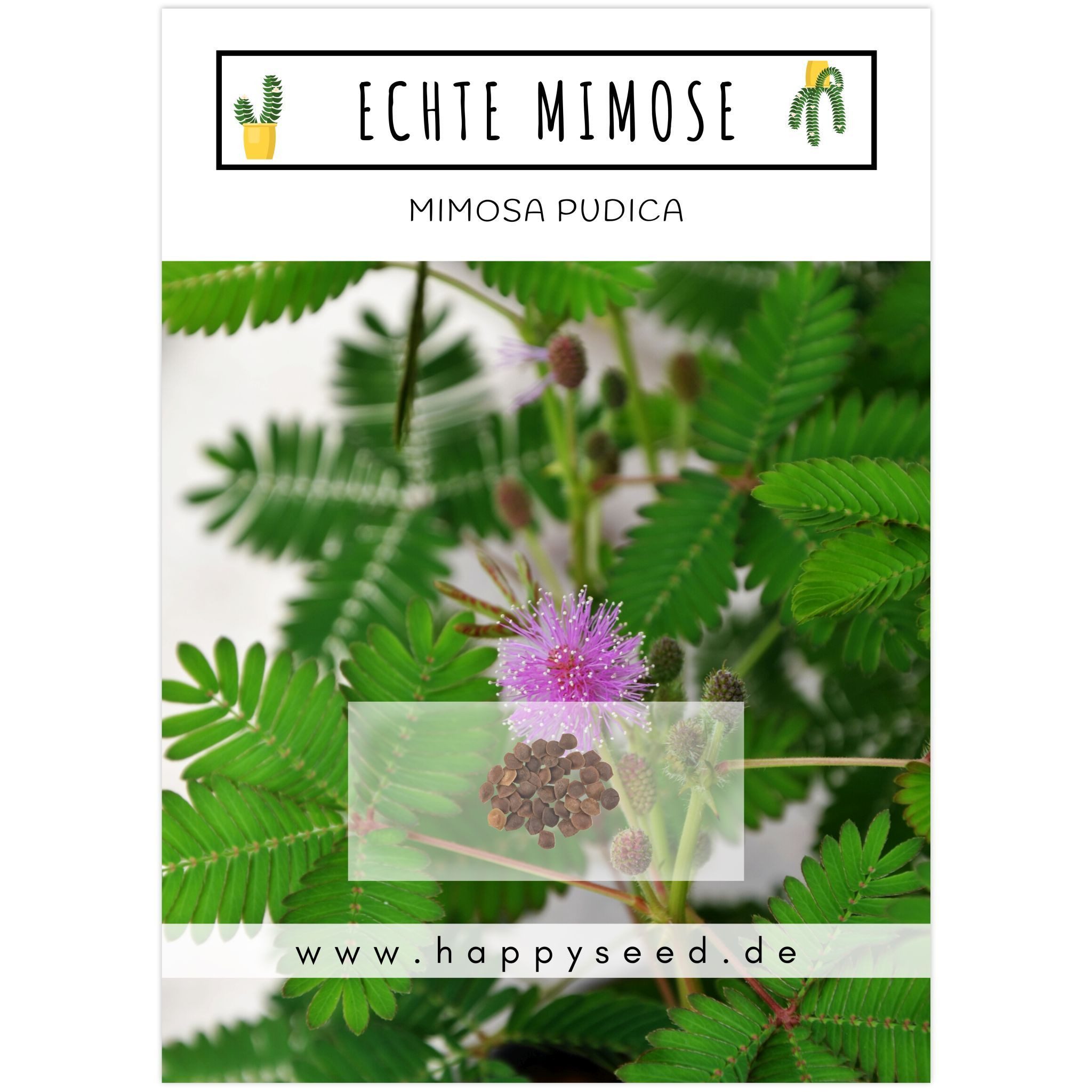 HappySeed Blumensamen Echte Mimose Samen - Mimosa Pudica, Blumen günstig online kaufen