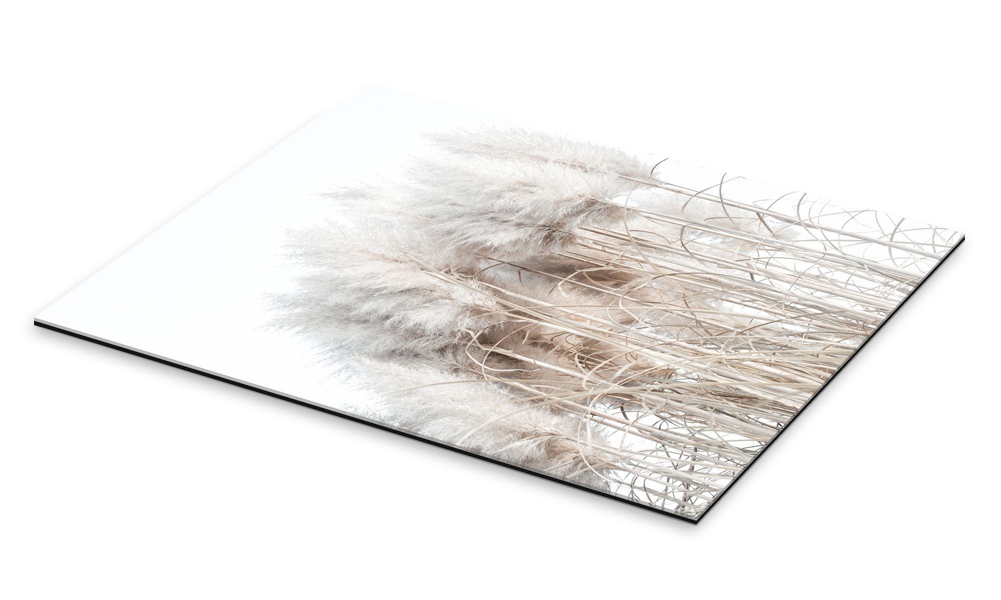 Posterlounge Wandbild Pampasgras I, Magda Izzard, günstig online kaufen