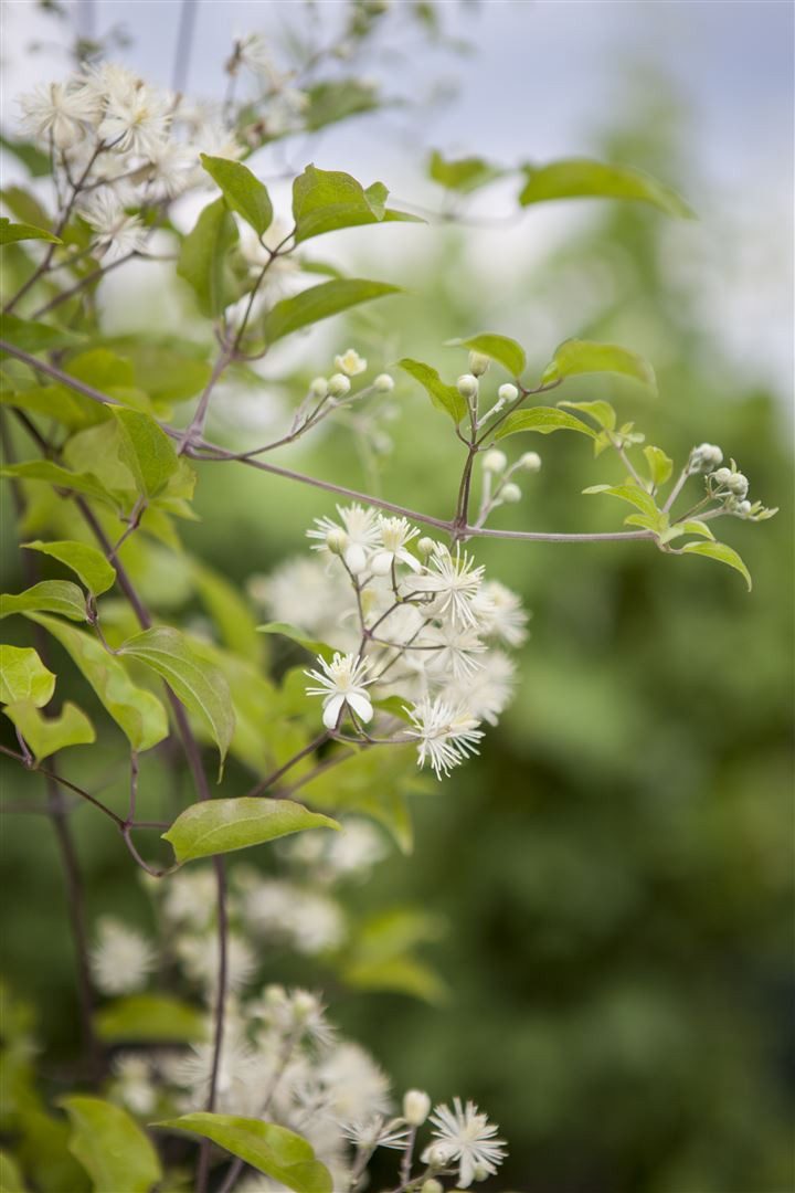 Pflanzen für Dich Kletterpflanze Clematis vitalba, 1 St., Gewöhnliche Waldrebe, Gemeine Waldrebe, Echte Waldrebe, weiße Blüten, schnellwachsend