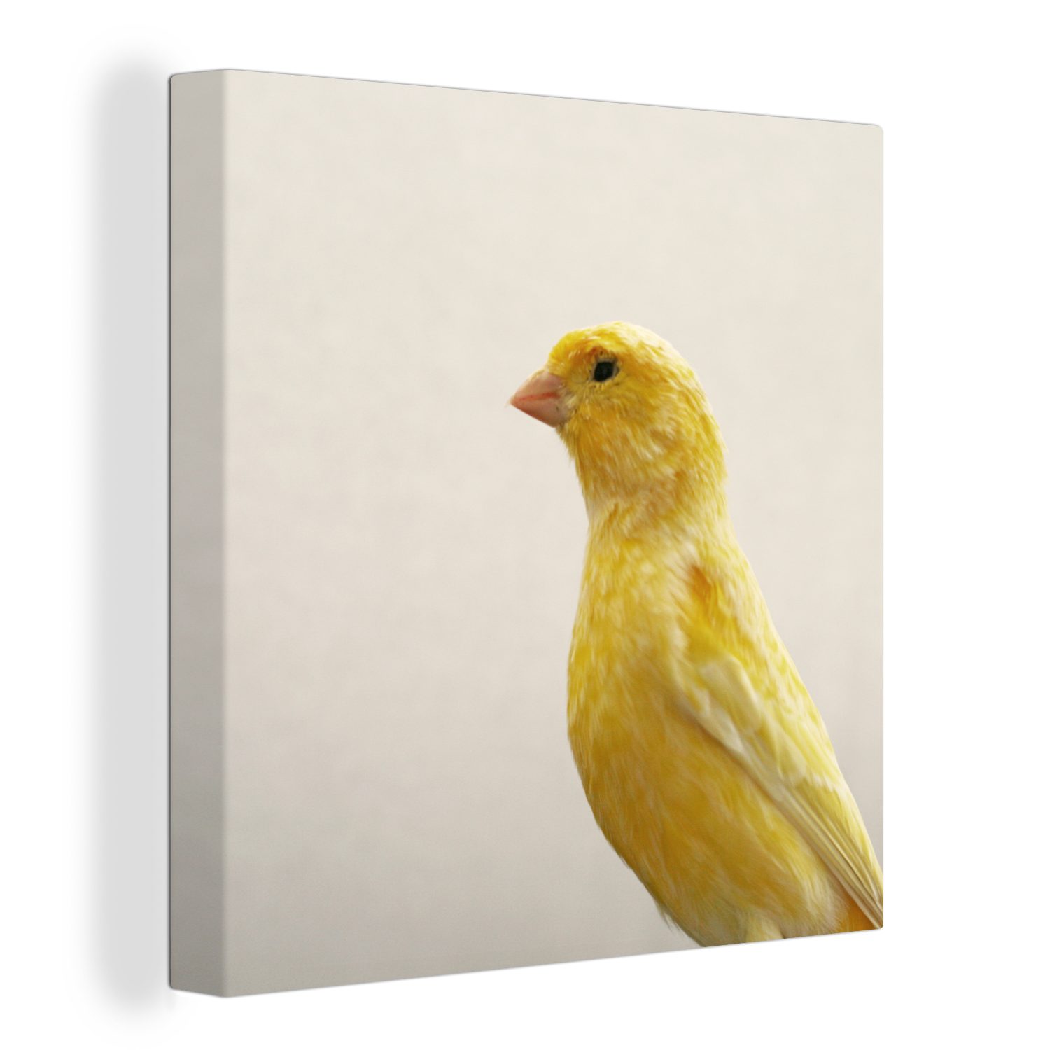 OneMillionCanvasses® Leinwandbild Nahaufnahme eines gelben Kanarienvogels mit weißem Hintergrund, (1 St), Leinwand Bilder für Wohnzimmer Schlafzimmer