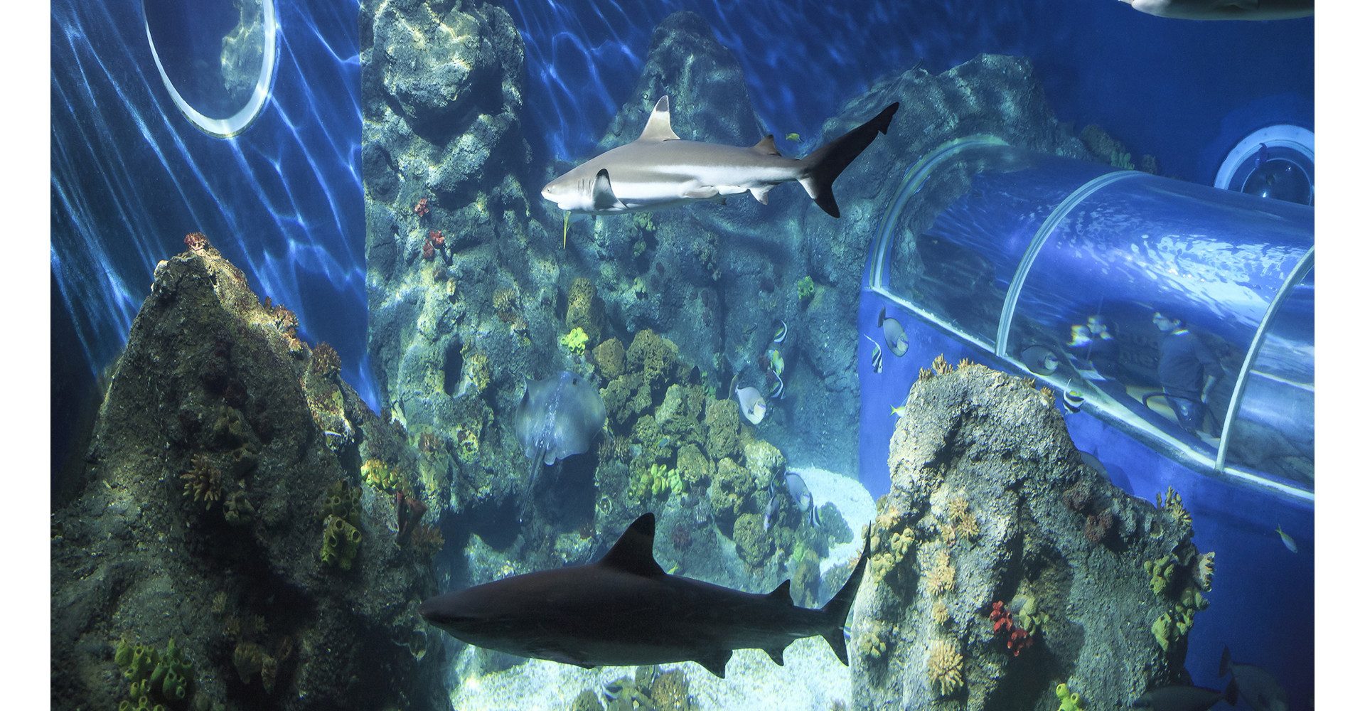 Erlebnisgutschein Sea Life Konstanz (Kinder-Ticket)