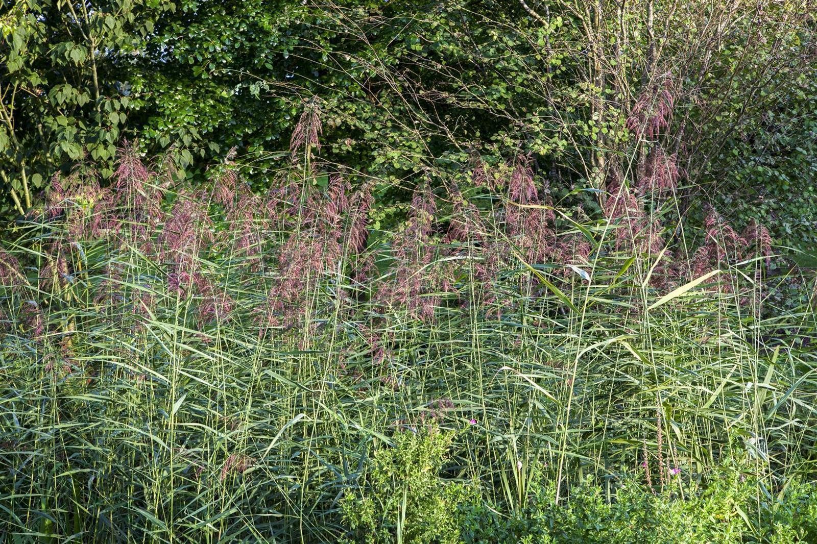 Pflanzen für Dich Staude Phragmites australis, 1 St., Schilfrohr, Rohrkolben, Gemeines Schilf, Schilfgras