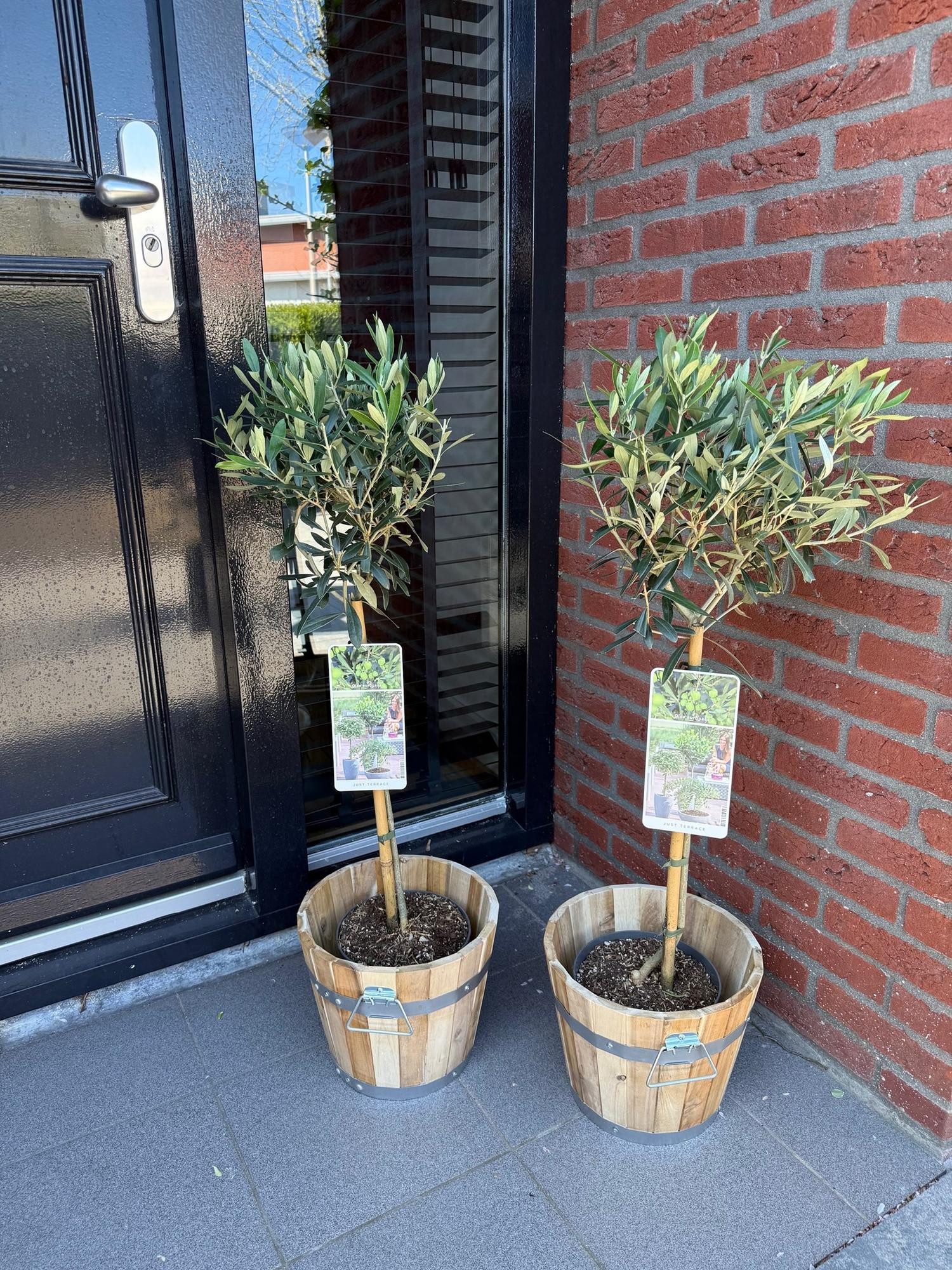 Florora Olivenbaum Olea Europaea - Olivenbaum - 90 cm – Topf 19 cm