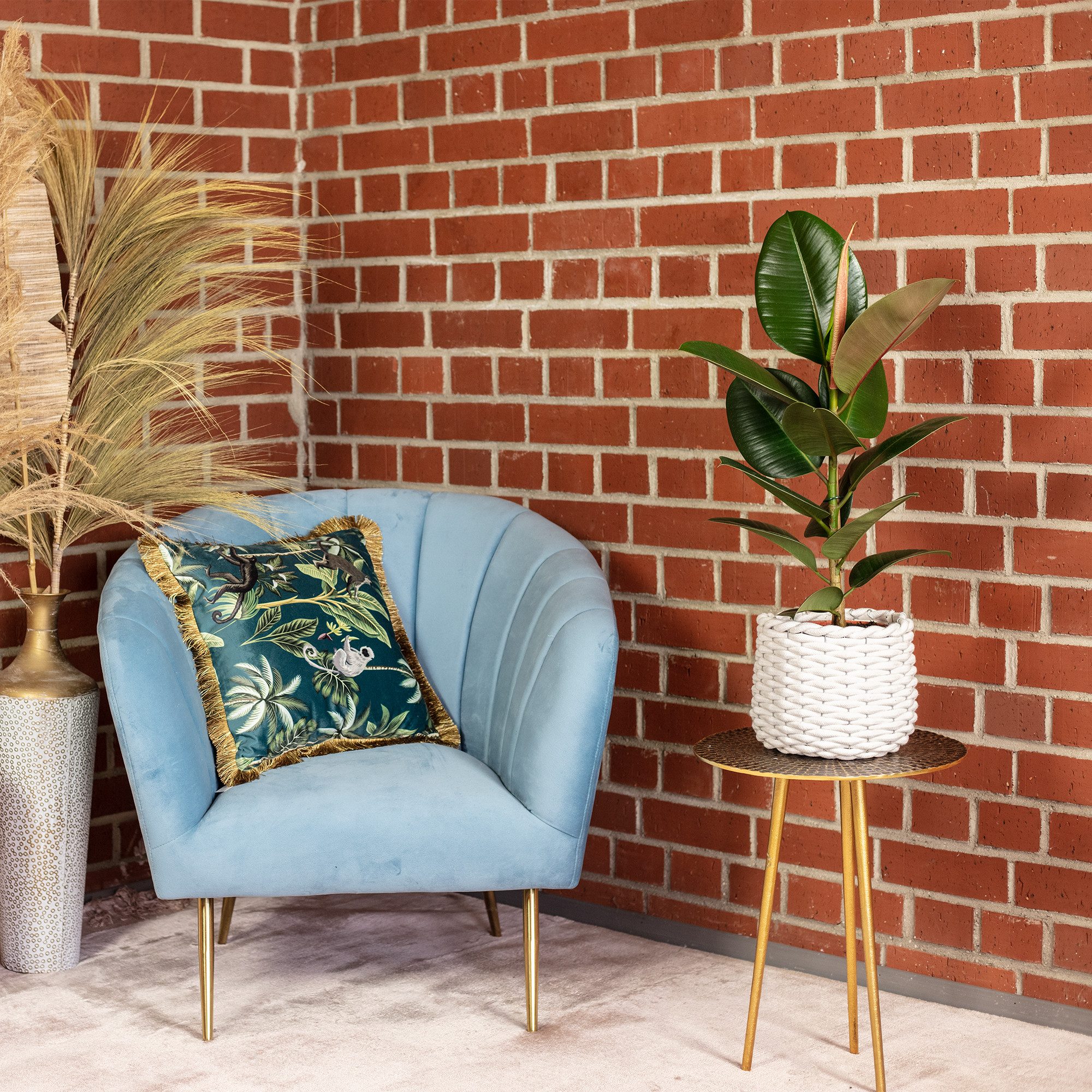 Flowerbox Zimmerpflanze Gummibaum - Ficus elastica 'Robusta', pflegeleicht - Höhe ca. 50 cm, Topf-Ø 17 cm