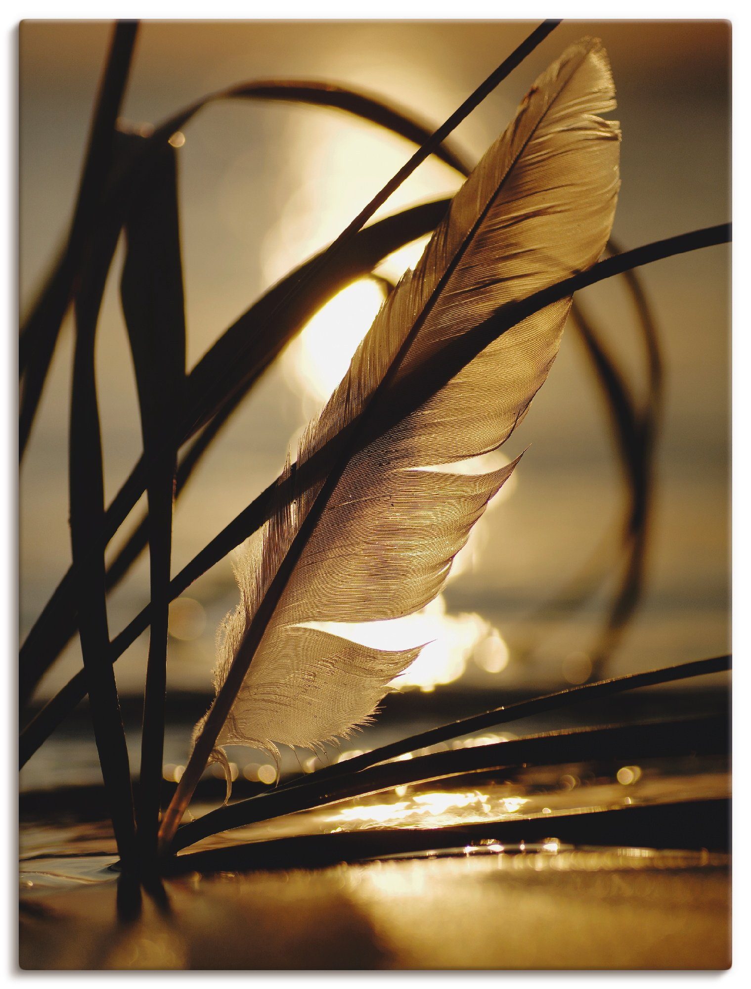 Artland Wandbild Feder im Abendlicht, Gräser (1 St), als Leinwandbild, Poster in verschied. Größen