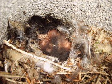 Hasselfeldt Nistkasten Vogelhaus mit ovalem Flugloch z.B. für Kohlmeise,Kleiber & Wendehals, aus Holzbeton, Langlebig, Wetterfest, Vogelkasten, Nisthaus für Vögel