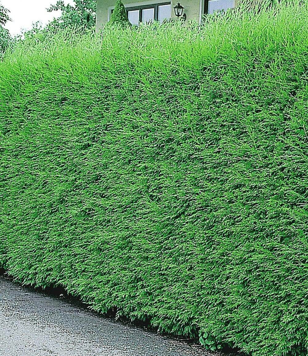 BALDUR Garten Hecken Leyland-Zypressen-Hecke, 1 St., Schnellwachsend, immergrün, winterhart, mehrjährig, blickdicht