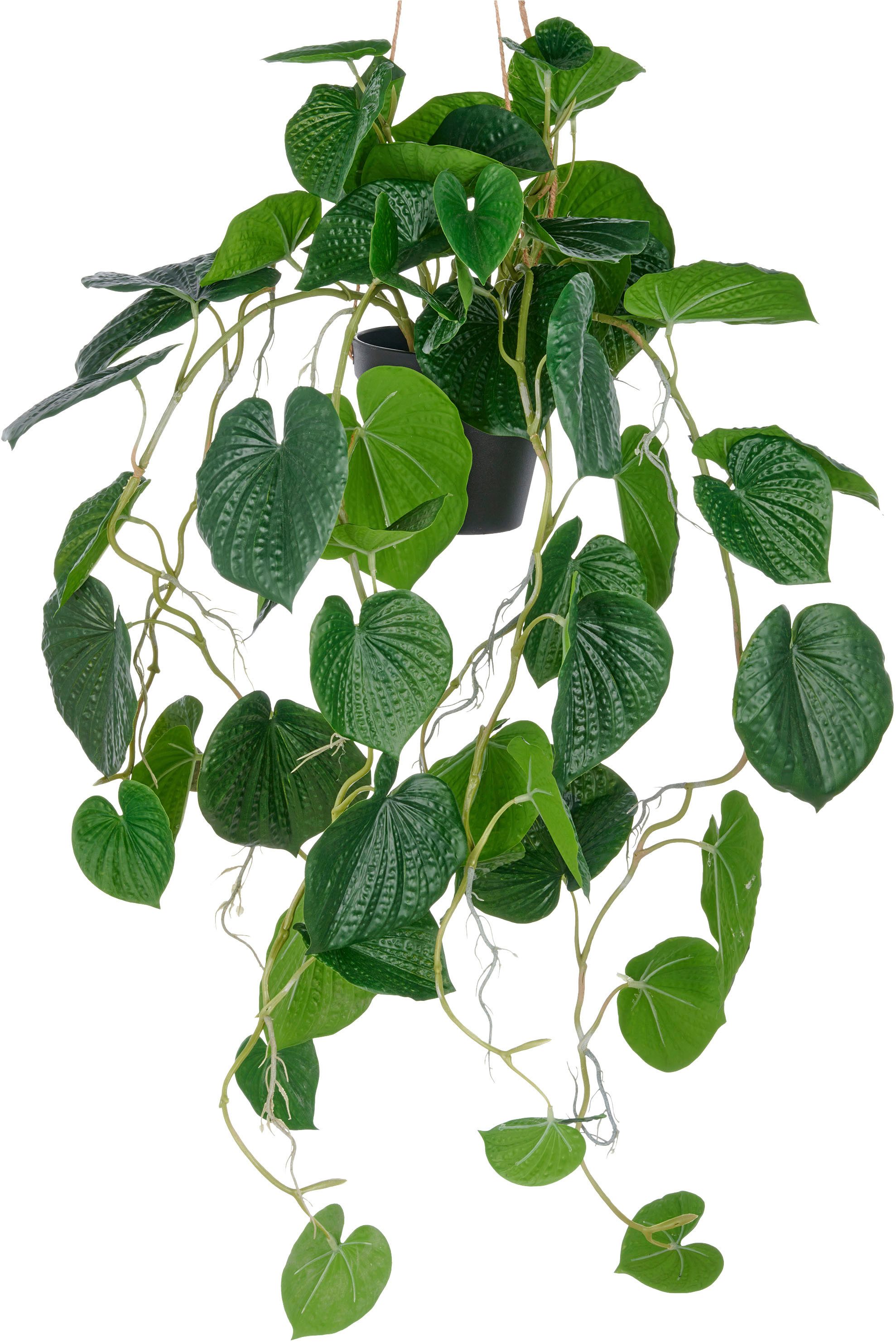 Kunstpflanze Hängende Peperomia caperata, Creativ green, Höhe 70 cm, mit üppigen Ranken