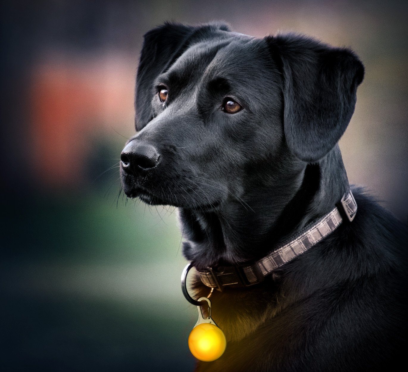PRECORN Hunde-Sicherheitsgeschirr LED Leuchtanhänger Hunde Halsband günstig online kaufen