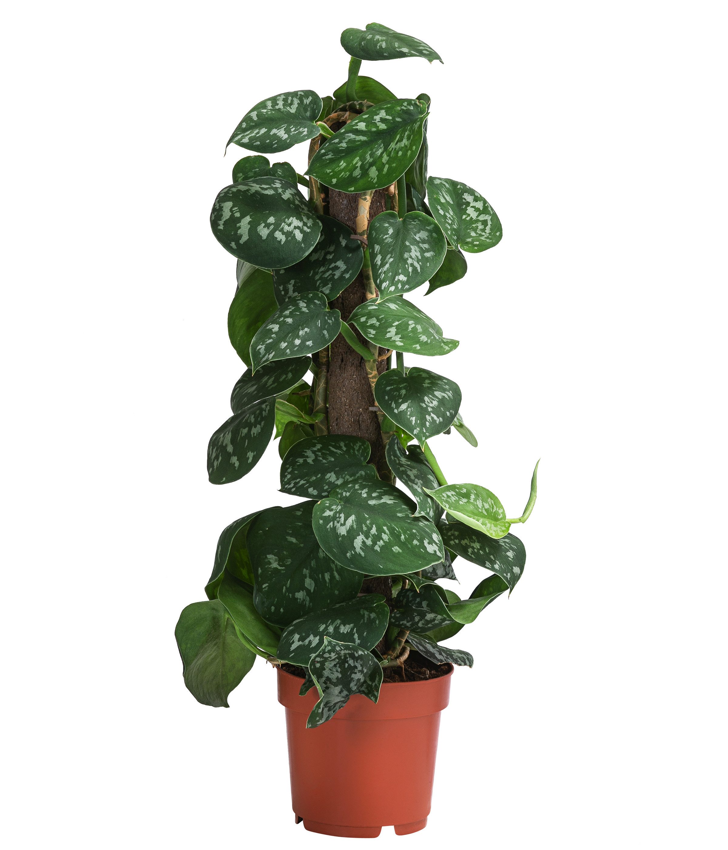 Dehner Zimmerpflanze Gefleckte Efeutute, Scindapsus pictus Argyraeus, 50 cm, Ø Topf 14 cm, kletternde Zimmerpflanze an Kratistestab gebunden