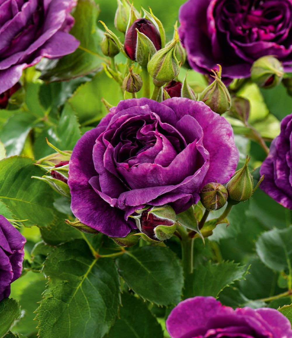 BALDUR Garten Rose Beetrose 'Minerva®', 1 St., Schnittblume, duftend, reichblühend, winterhart, mehrjährig