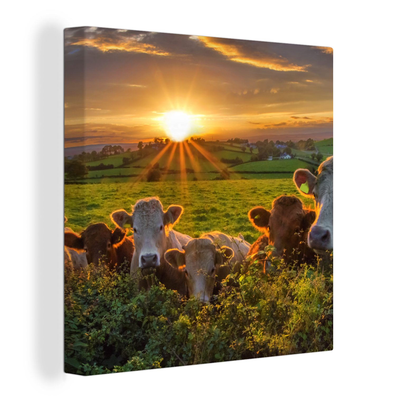 OneMillionCanvasses® Leinwandbild Sonne - Kuh - Gras, (1 St), Leinwand Bilder für Wohnzimmer Schlafzimmer