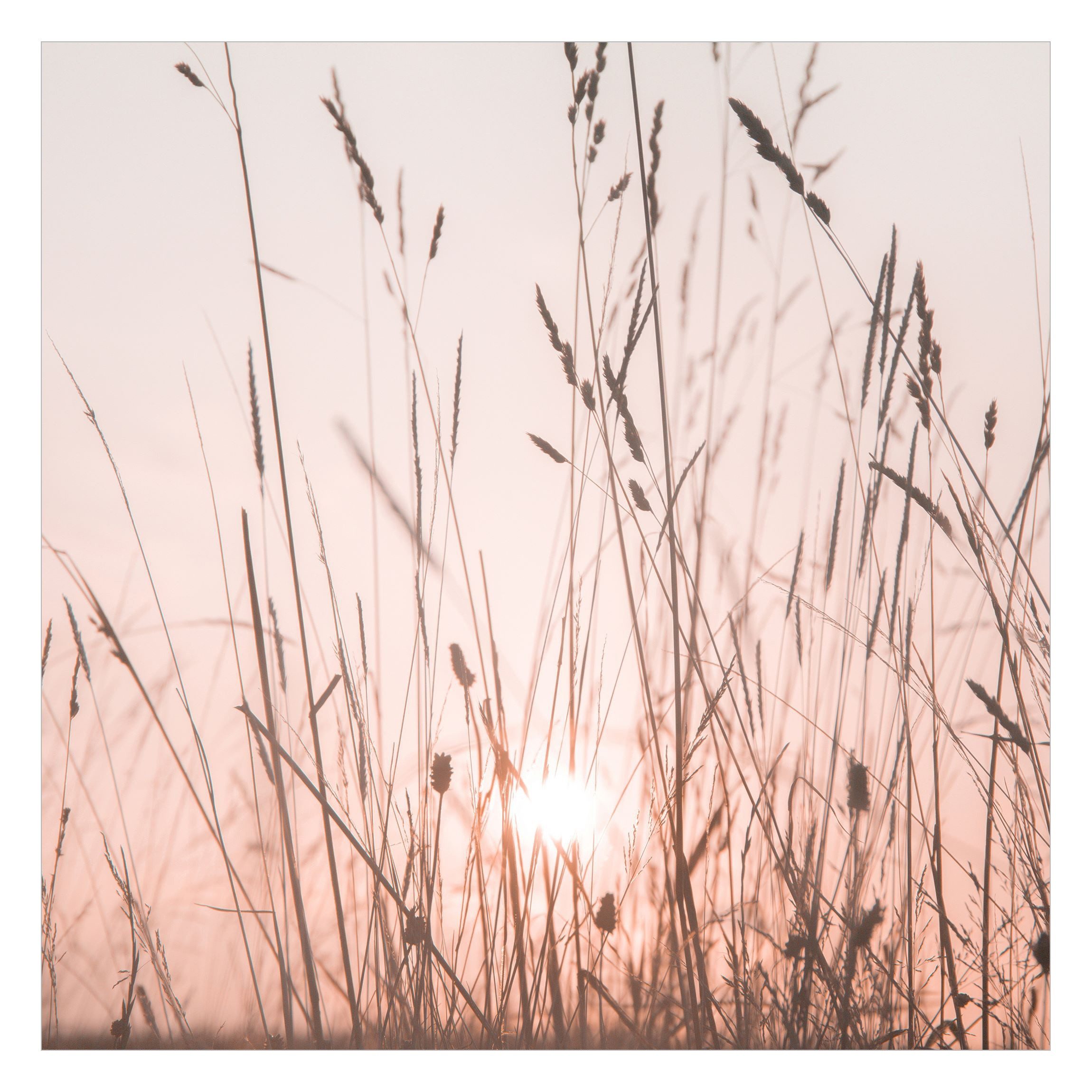 Bilderdepot24 Fototapete Blumen Sommerabend Blumentapete Floral günstig online kaufen