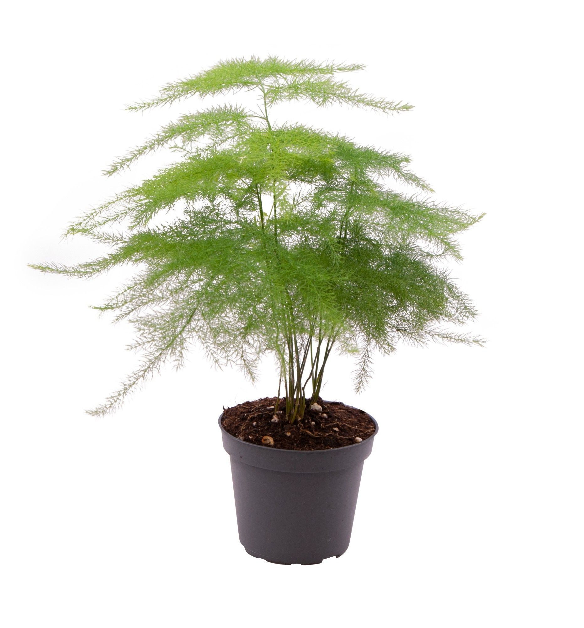 meinvipshop Zimmerpflanze Asparagus setaceus Plumosus 35cm Zimmerpflanze günstig online kaufen
