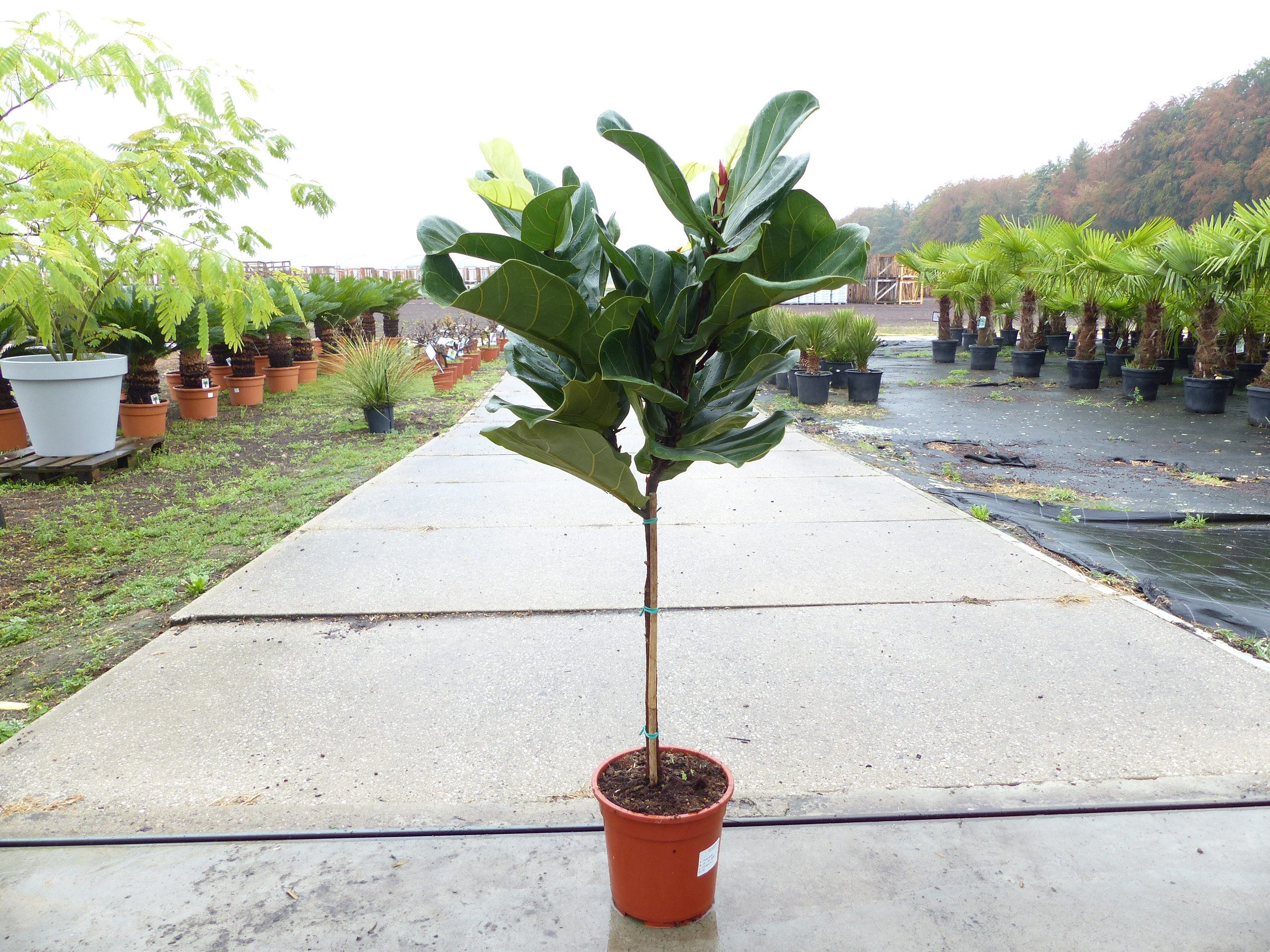 gruenwaren jakubik Feigenbaum Feigenbaum 100 cm Obstbaum winterhart Ficus Carica, Feige, Obst