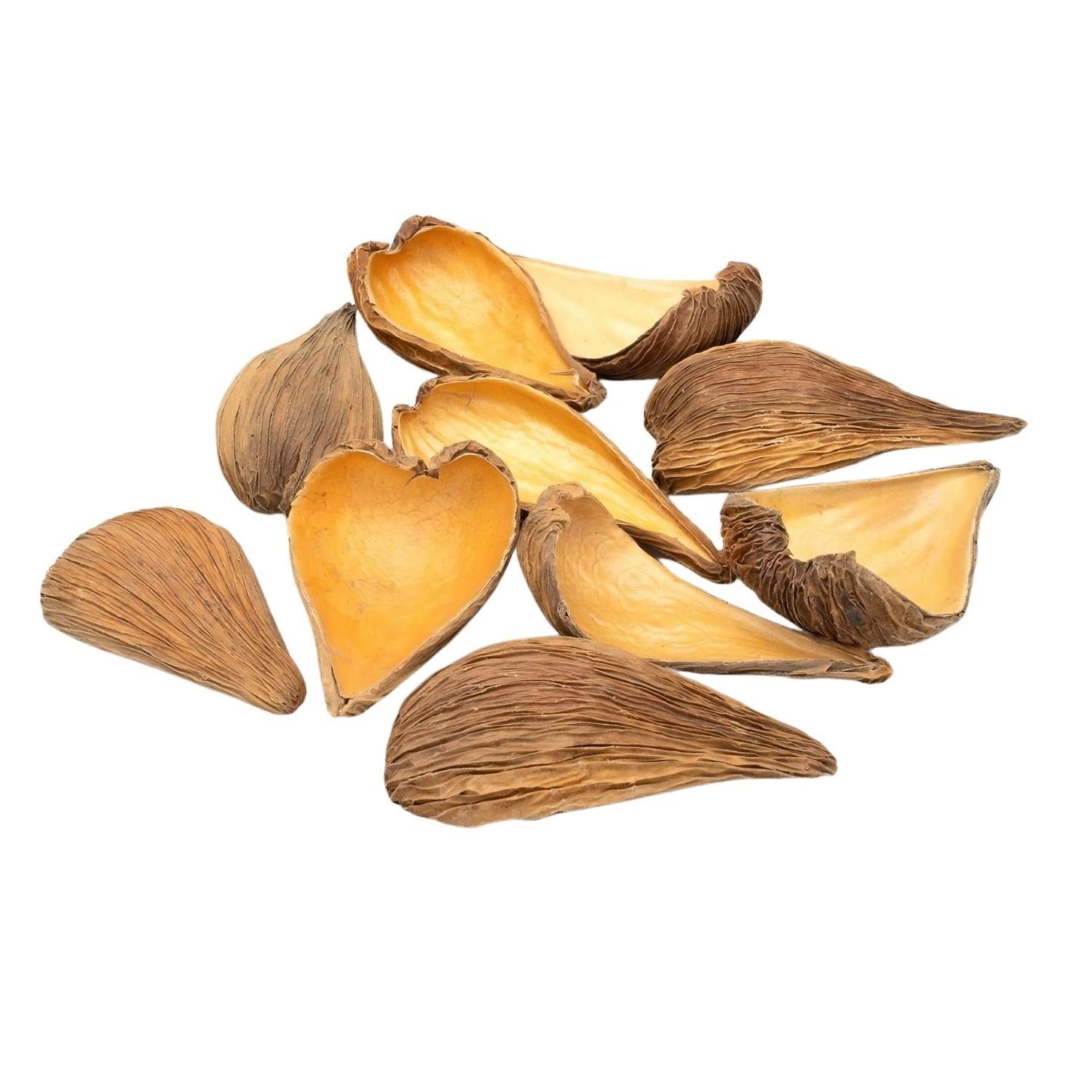NaDeco Bastelnaturmaterial Dregea volubilis in Natur, Verpackt mit 10 Stück, Län